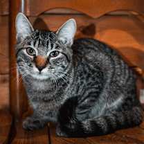 Thumbnail photo of Buddy #2