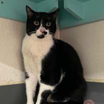 Thumbnail photo of Pedey #1