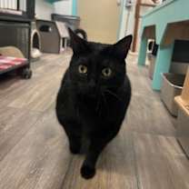 Thumbnail photo of Joey #1