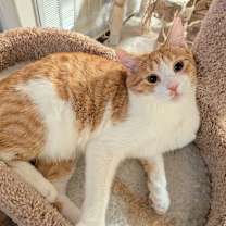 Thumbnail photo of Dipper #3