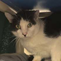 Thumbnail photo of Tommy #2