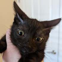 Thumbnail photo of Joey #3