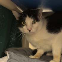 Thumbnail photo of Tommy #3