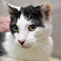 Thumbnail photo of Tommy #4