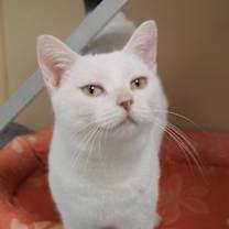 Thumbnail photo of Blondie #3