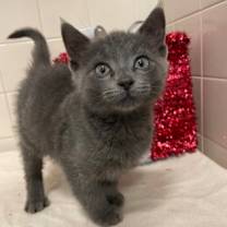 Thumbnail photo of Grayson #1