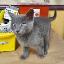 Thumbnail photo of Grayson #2