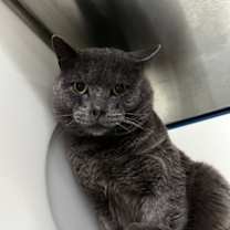 Thumbnail photo of Earl Grey #1