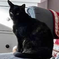 Thumbnail photo of Hibiscus #2