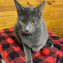 Thumbnail photo of My Boy Blue #2