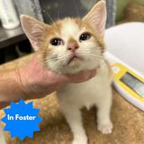 Thumbnail photo of SASHA #1