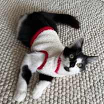 Thumbnail photo of Lemon #1