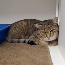 Thumbnail photo of Hodge #1