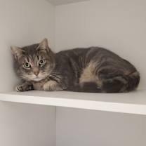 Thumbnail photo of Dowel #1