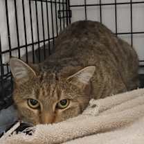 Thumbnail photo of Hodge #2