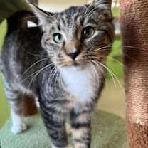 Thumbnail photo of Frog Legs #1