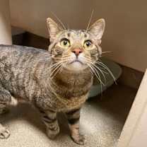 Thumbnail photo of Simba (Colony 1) #1