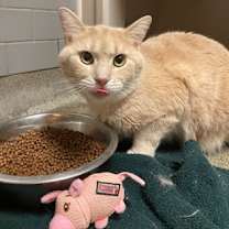 Thumbnail photo of Peanut (Colony 1) #1