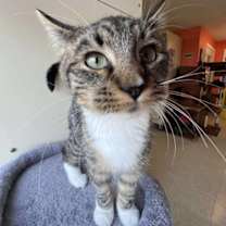 Thumbnail photo of Frog Legs #2