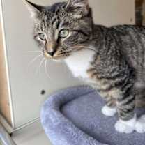 Thumbnail photo of Frog Legs #3