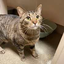 Thumbnail photo of Simba (Colony 1) #2