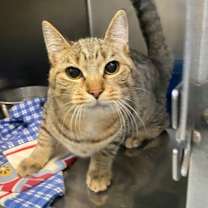 Thumbnail photo of Gia (PetSmart) #1