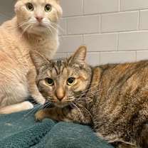 Thumbnail photo of Goofy (Cat Colony 1) #1