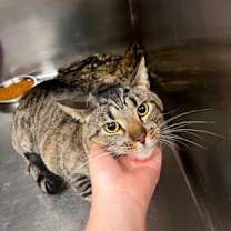 Thumbnail photo of Simba (Colony 1) #3