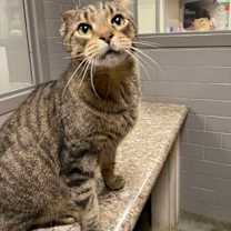 Thumbnail photo of Mr. E (Barbara Ann) (Cat Colon #2