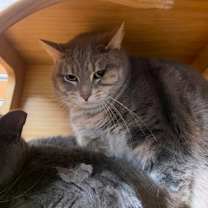 Thumbnail photo of Cheddar (Colony 1) #2