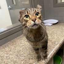 Thumbnail photo of Mr. E (Barbara Ann) (Cat Colon #3