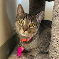 Thumbnail photo of Addie #1