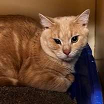 Thumbnail photo of Peanut (Colony 1) #3