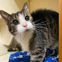 Thumbnail photo of Bella #1