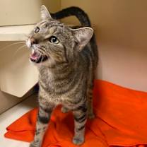 Thumbnail photo of Capybara (PetSmart) #3