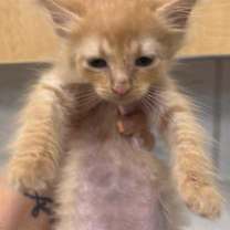 Thumbnail photo of 25-914C Simba #2