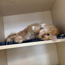 Thumbnail photo of Ringo #2