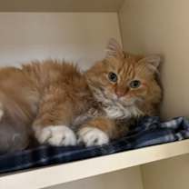 Thumbnail photo of Ringo #3