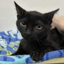 Thumbnail photo of Frog #1