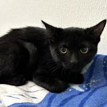 Thumbnail photo of Toad #1