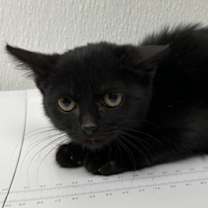 Thumbnail photo of Toad #2