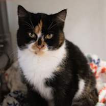 Thumbnail photo of Twinkle #3