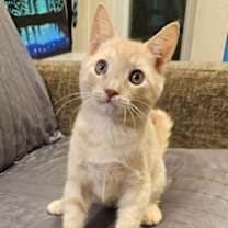 Thumbnail photo of Buck #1