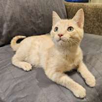 Thumbnail photo of Buck #3