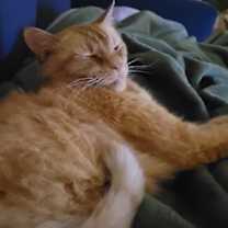 Thumbnail photo of Autumn #2