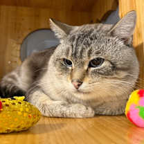 Thumbnail photo of Sheldon #1