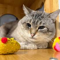 Thumbnail photo of Sheldon #2