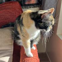 Thumbnail photo of Ruby stevie #1