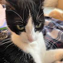 Thumbnail photo of Ruby stevie #2