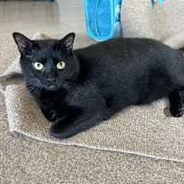 Thumbnail photo of Harlo #3